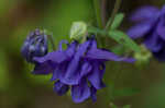 European columbine